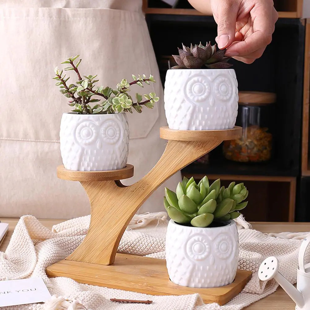 Succulent Pots My Store